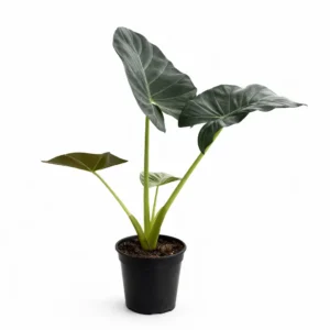 Alocasia Odora ‘Regal Shield’ indoor plant with large dark green shield-shaped leaves on upright stems in a black plastic grow pot on a white background.
