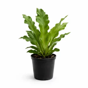 Asplenium nidus indoor plant with bright green wavy strap-like fronds forming a central rosette in a black plastic grow pot on a white background.