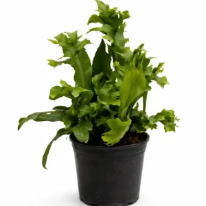 Green Flame fern indoor plant with upright, wavy bright green fronds in a black plastic grow pot on a white background.