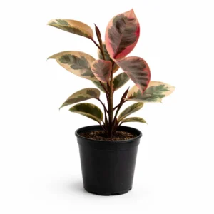 Ficus Elastica ‘Tineke’ indoor plant with cream, green and blush pink variegated oval leaves in a black plastic grow pot on a white background.