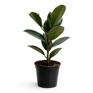 Ficus elastica ‘Robusta’ indoor plant with large glossy dark green oval leaves on a single upright stem in a black plastic grow pot on a white background.