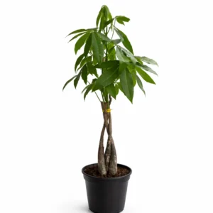 Pachira aquatica indoor plant with braided trunks and glossy palmate green leaves in a black plastic grow pot on a white background.