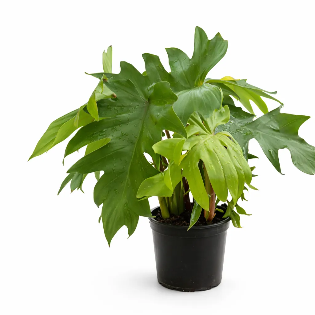 Philodendron pedatum ‘Mayoi’ indoor plant with deeply lobed bright green tropical leaves in a black plastic grow pot on a white background.