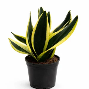 Sansevieria Hahnii Green indoor plant with upright dark green leaves edged in yellow variegation in a black plastic grow pot on a white background.