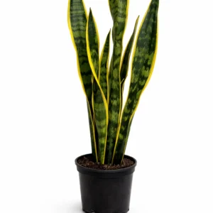 Sansevieria Laurentii indoor plant with tall upright dark green leaves edged in bright yellow variegation in a black plastic grow pot on a white background.