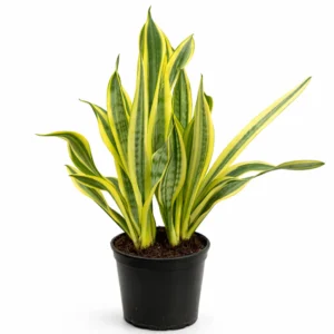 Sansevieria Water Leaf indoor plant with tall variegated green and yellow sword-shaped leaves in a black plastic grow pot on a white background.