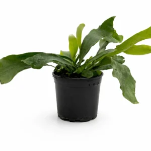 Staghorn Fern (Platycerium netherland) 14cm pot