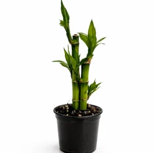Lucky Bamboo indoor plant with 2 upright green segmented stems and fresh leafy shoots in a black plastic grow pot on a white background.