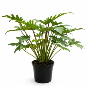 Philodendron Xanadu indoor plant with glossy, deeply cut tropical leaves in a black plastic grow pot on a white background.