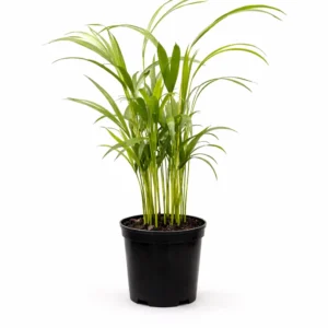 Bamboo palm indoor plant with multiple slender green stems and feathery arching fronds in a black plastic grow pot on a white background.