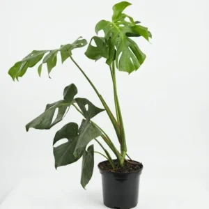 Monstera deliciosa indoor plant with large split and fenestrated green leaves in a black plastic grow pot on a white background.