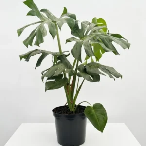 Monstera deliciosa indoor plant with large split and fenestrated green leaves in a black plastic grow pot on a white background.