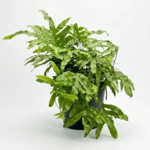 Kangaroo fern indoor plant with elongated lobed bright green fronds in a black plastic grow pot on a white background.