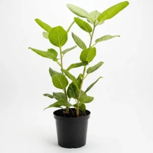 Ficus Audrey indoor plant with soft matte green oval leaves and pale veins on slender upright stems in a black plastic grow pot on a white background.