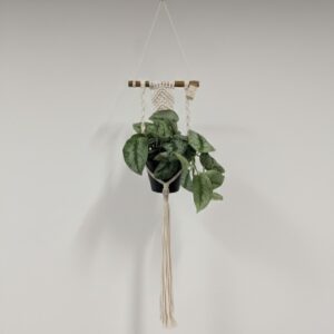 Macrame plant hanger holding indoor plant in black nursery pot with wooden detail and hanging cords on neutral background