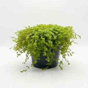 Peace in the Home indoor plant with tiny round bright green trailing leaves forming a dense cascading mound in a black plastic grow pot on a white background.