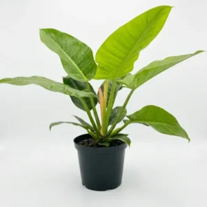 Philodendron ‘Emerald Green’ indoor plant with large glossy bright green elongated leaves in a black plastic grow pot on a white background.