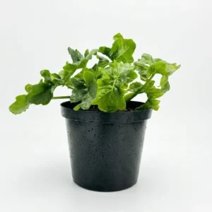 Philodendron Atom indoor plant with compact glossy bright green lobed leaves in a black plastic grow pot on a white background.