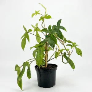 Philodendron Florida Green indoor plant with lobed glossy green leaves on climbing stems in a black plastic grow pot on a white background.