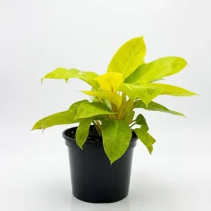 Philodendron Moonglow indoor plant with vibrant lime green glossy leaves in a black plastic grow pot on a white background.