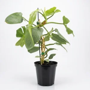 Philodendron Silver Sword indoor plant with elongated silvery-green arrow-shaped leaves climbing a support stake in a black plastic grow pot on a white background.