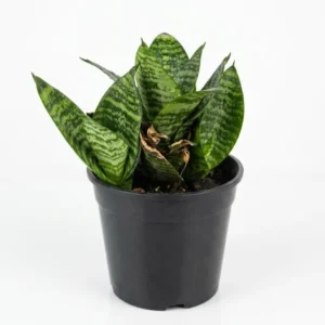Sansevieria Hahnii Bird’s Nest indoor plant with compact rosette of dark green banded leaves in a black plastic grow pot on a white background.
