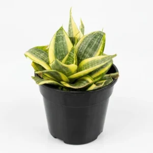 Sansevieria Lotus indoor plant with compact rosette of variegated green and yellow leaves in a black plastic grow pot on a white background.