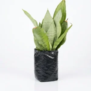 Sansevieria Moonshine indoor plant with upright silvery-green leaves and subtle dark banding in a black plastic grow bag on a white background.