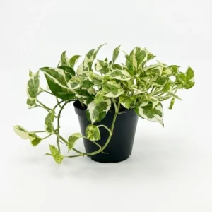 Epipremnum N'Joy indoor plant with green and creamy white variegated foliage in 15cm black plastic grow pot on white background
