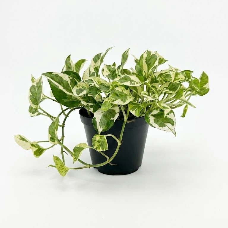 Epipremnum N'Joy indoor plant with green and creamy white variegated foliage in 15cm black plastic grow pot on white background