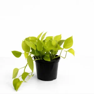 Epipremnum Diamond Lime indoor plant with vibrant lime-green foliage in 15cm black plastic grow pot on white background