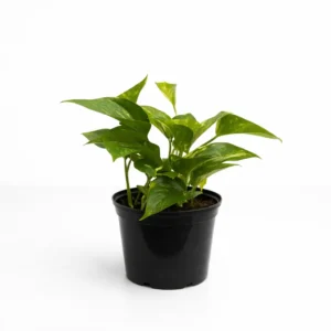 Golden Pothos indoor plant with green and golden variegated foliage in 15cm black plastic grow pot on white background