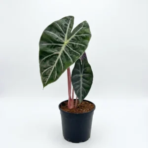 Alocasia Nairobi Nights indoor plant with dark glossy foliage in 15cm black plastic grow pot on white background