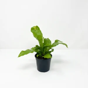 Asplenium nidus Avis Bird's Nest Fern with crested green fronds in 14cm black plastic grow pot on white background