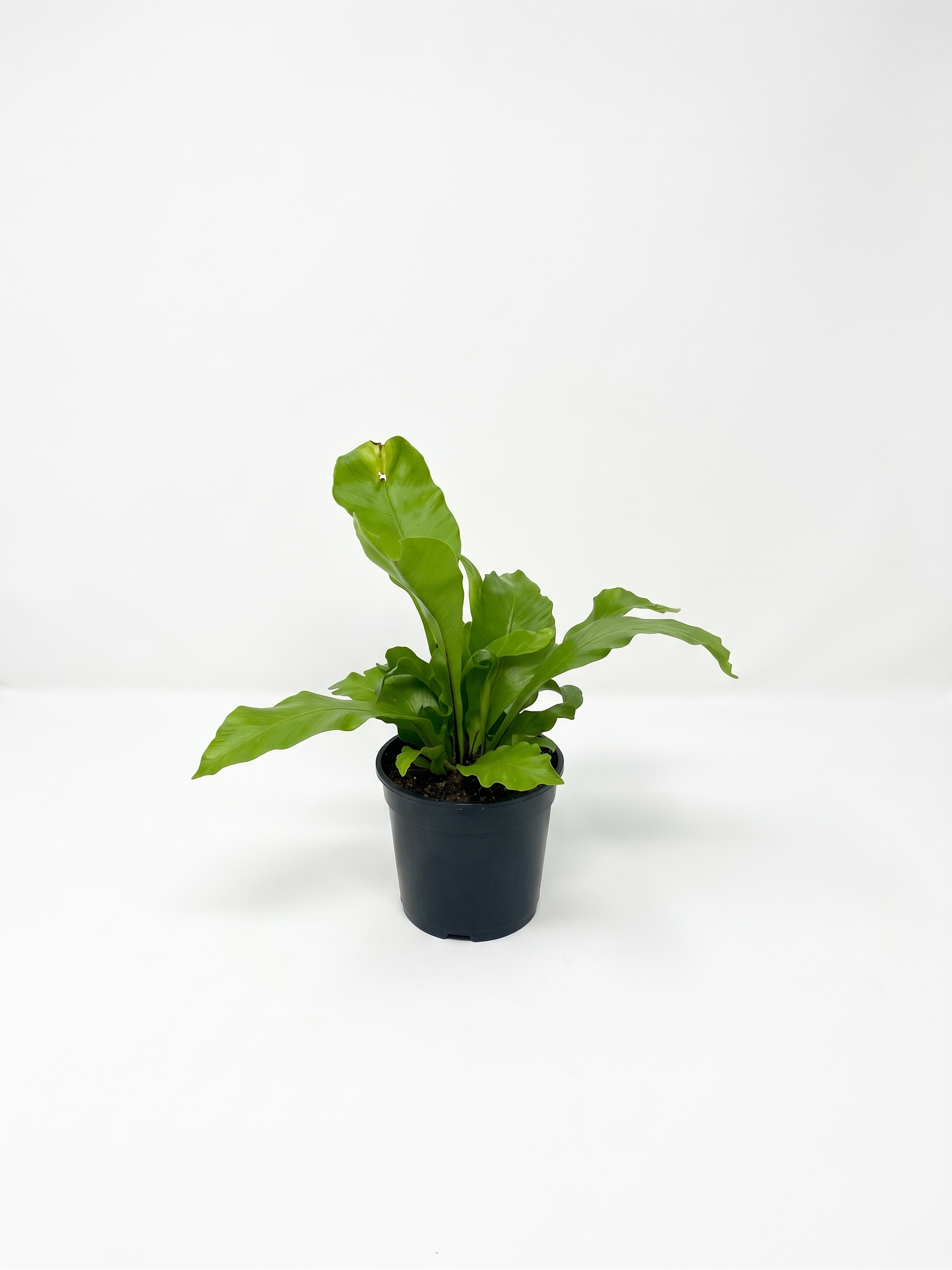 Asplenium nidus Avis Bird's Nest Fern with crested green fronds in 14cm black plastic grow pot on white background