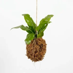 Bird's Nest Fern Kokedama with lush green arching fronds growing from a handcrafted moss ball on white background