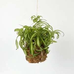 Chlorophytum Bonnie Kokedama with curly green and cream variegated foliage growing from a handcrafted moss ball on white background