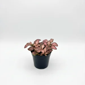 Fittonia Light Pink indoor plant with rich green leaves and delicate light pink veins in 12cm black plastic grow pot on white background