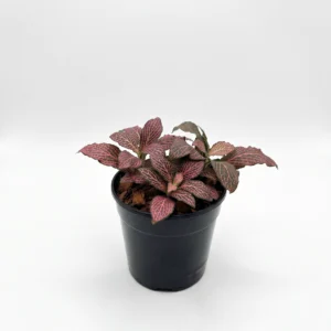 Fittonia Dark Pink indoor plant with rich green leaves and vibrant dark pink veins in 12cm black plastic grow pot on white background