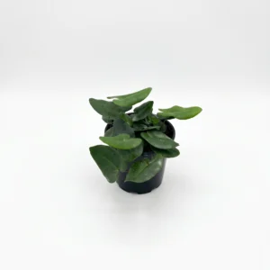 A compact tropical fern with distinctive glossy heart-shaped foliage. Perfect for humid indoor spaces in a 14cm nursery pot.