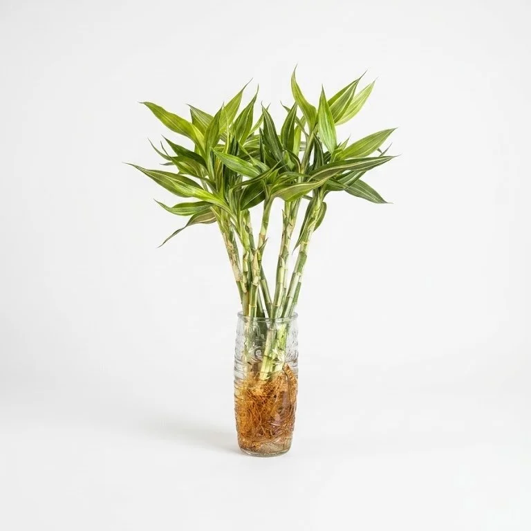 Single stemmed Lucky Bamboo Silver Edge indoor plant with green stems and cream-edged foliage in a glass vase on a white background
