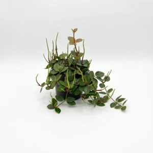 Peperomia angulata indoor plant with striped green foliage in 12cm black plastic grow pot on white background