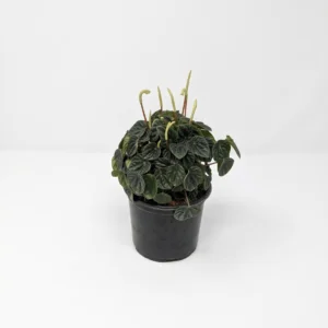 Peperomia Lillian indoor plant with textured heart-shaped green leaves in 12cm black plastic grow pot on white background