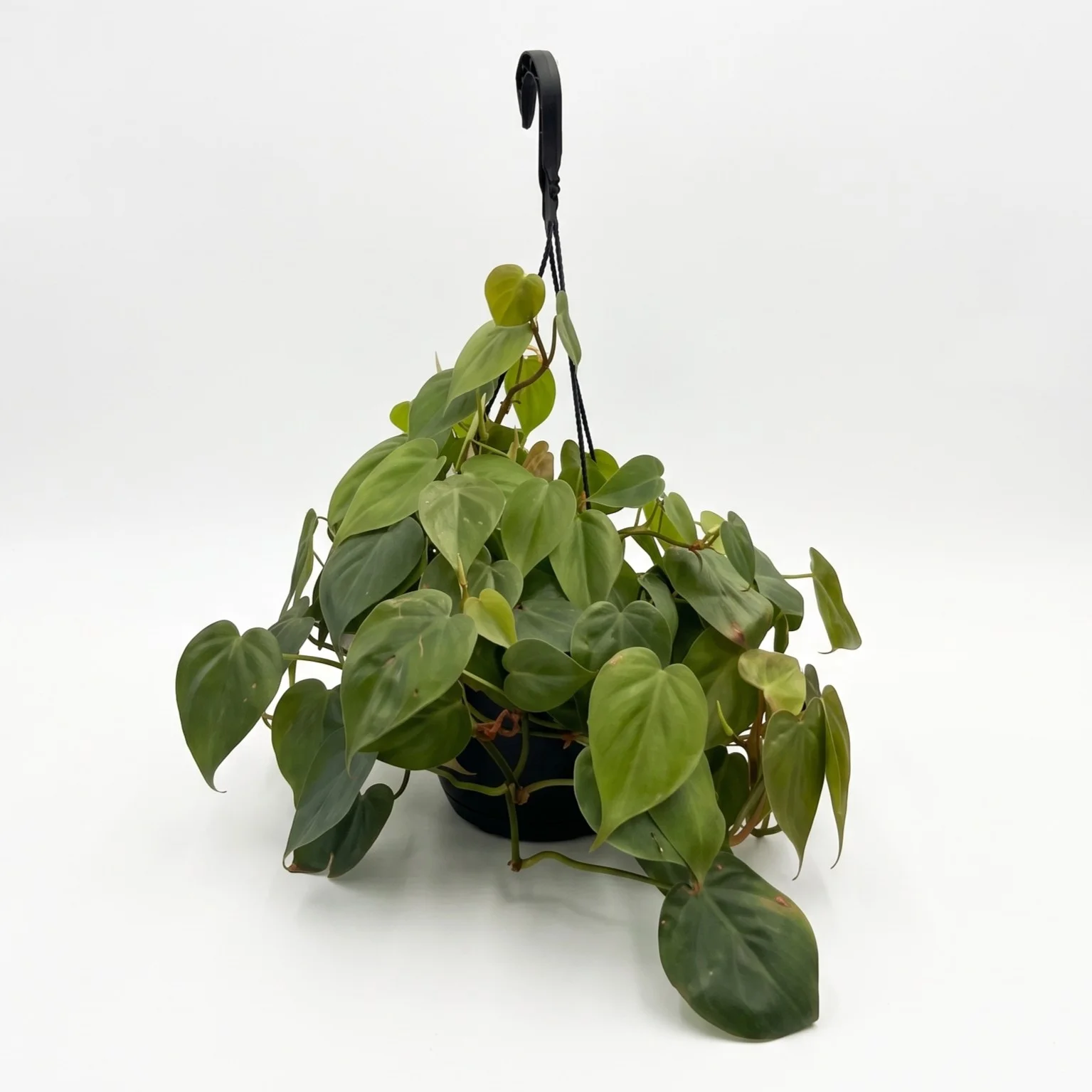 Philodendron scandens trailing indoor plant with heart-shaped green foliage in 20cm hanging basket on white background.