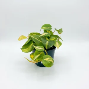 Philodendron Brasil indoor plant with heart-shaped lime and green variegated foliage in 15cm black plastic grow pot on white background