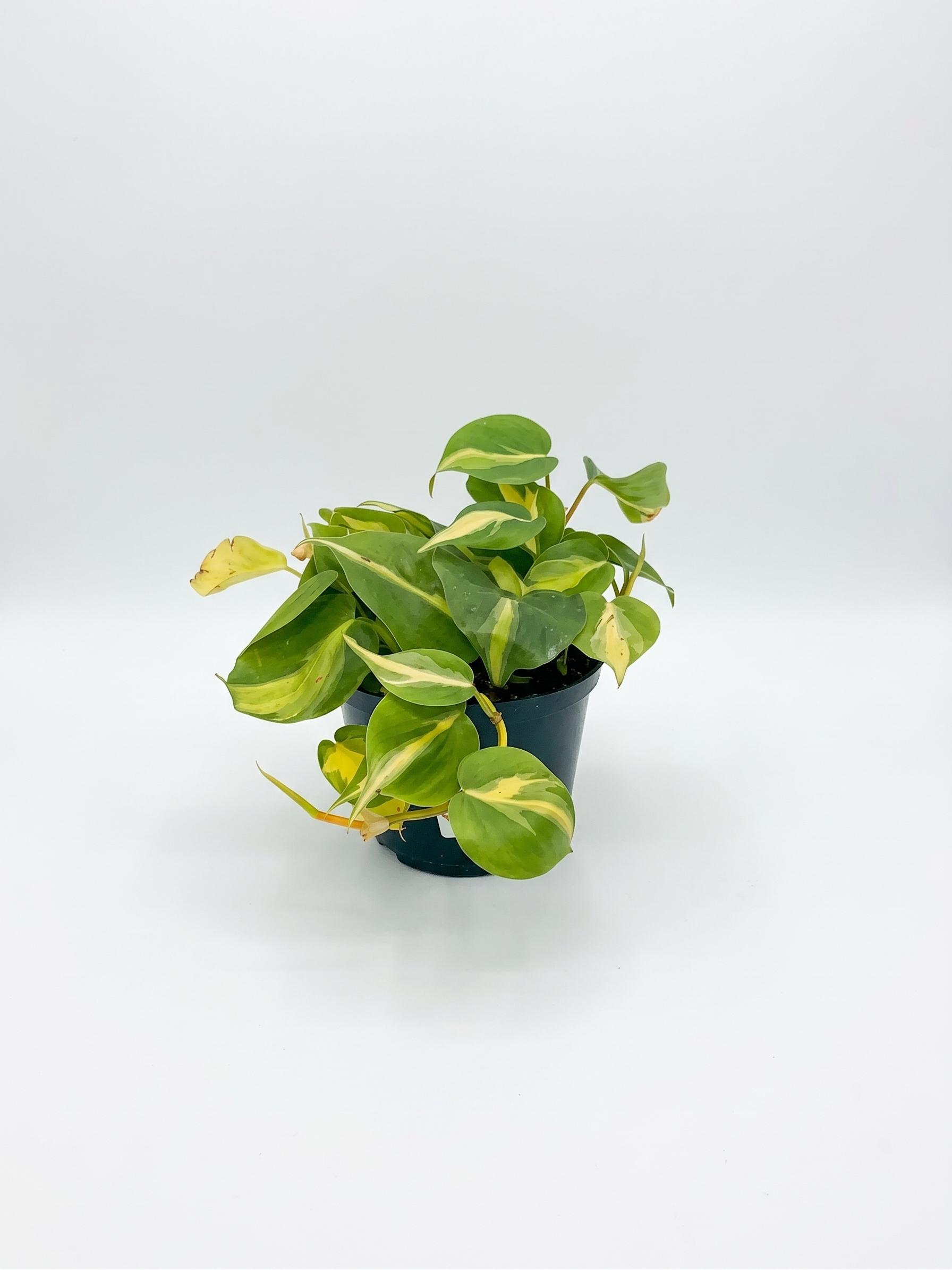 Philodendron Brasil indoor plant with heart-shaped lime and green variegated foliage in 15cm black plastic grow pot on white background
