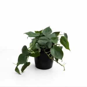Philodendron scandens indoor plant with glossy heart-shaped green leaves in 15cm black plastic grow pot on white background