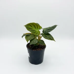 Philodendron verrucosum indoor plant with velvety heart-shaped green leaves and prominent light green veins in 15cm black plastic grow pot on white background