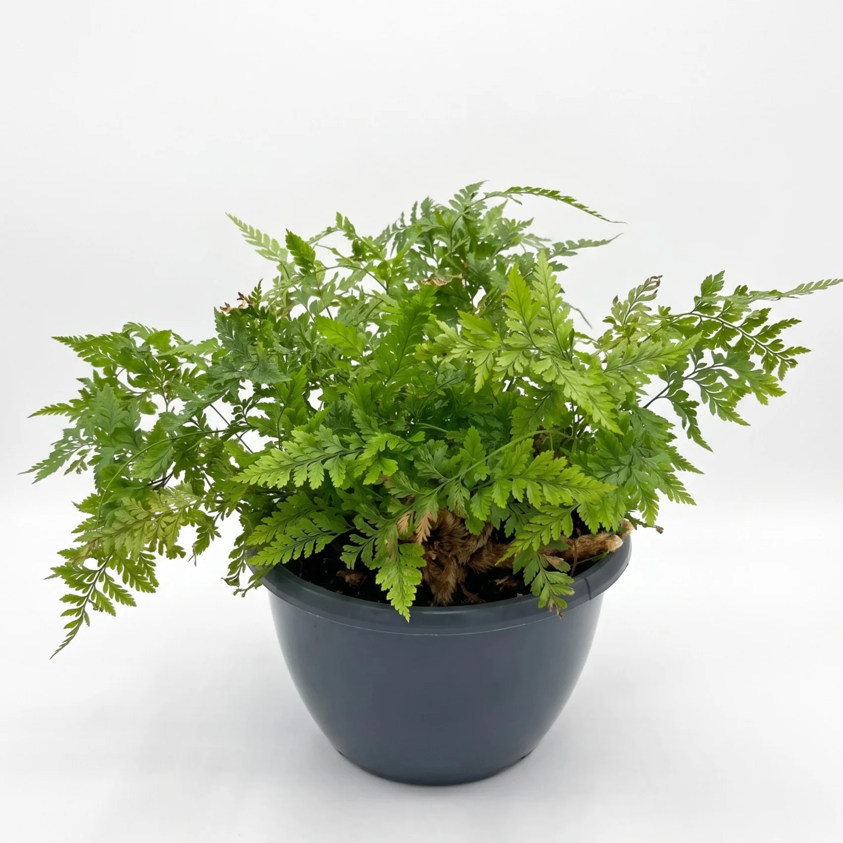 Rabbit Foot Fern indoor plant with delicate green fronds and furry creeping rhizomes in 25cm hanging basket on white background