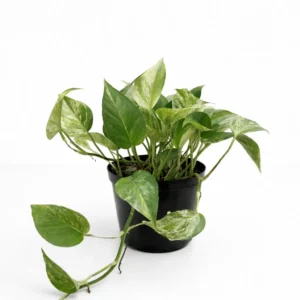Epipremnum Marble Queen indoor plant with marbled green and creamy white variegated foliage in 15cm black plastic grow pot on white background